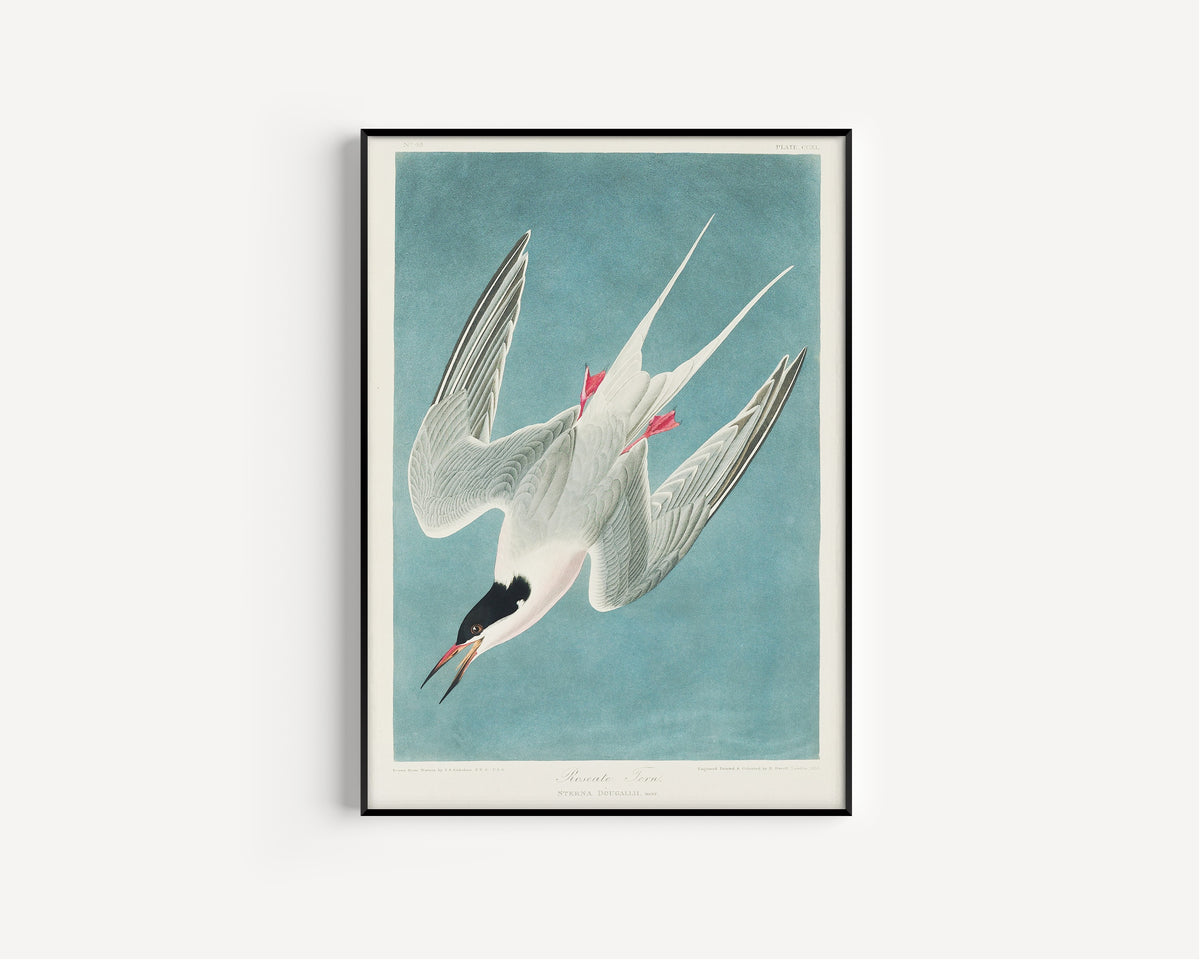 John James Audubon — Roseate Tern | Natural History Print