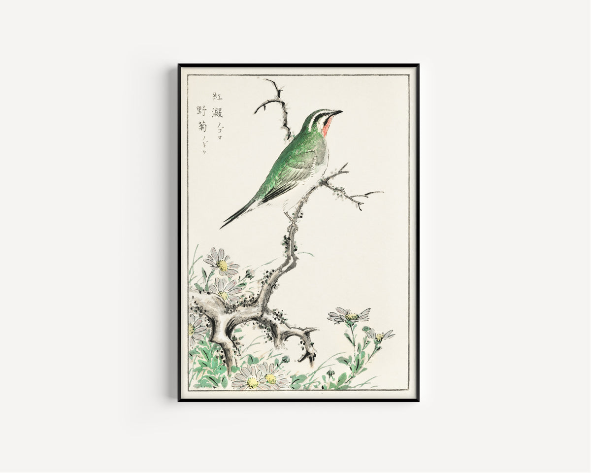 Numata Kashū — Ruby Throat and Wild Chrysanthemum | Japanese Bird & Flower Woodblock Print