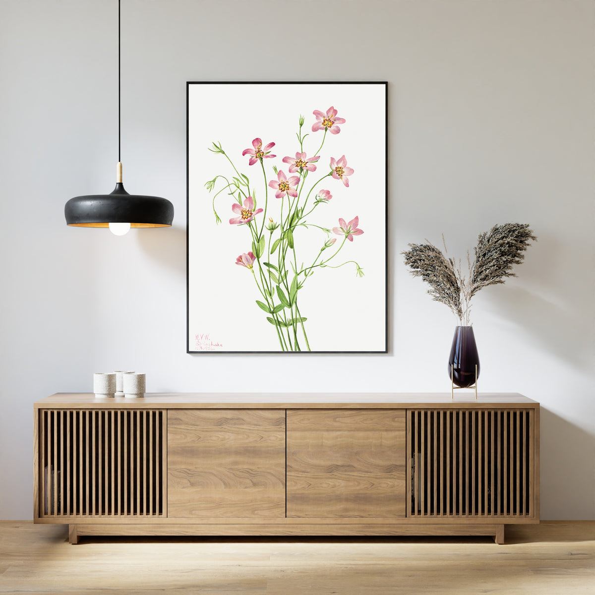 Mary Vaux Walcott — Saltmarsh Rosegentian (Sabbatia stellaris) | Natural History Print