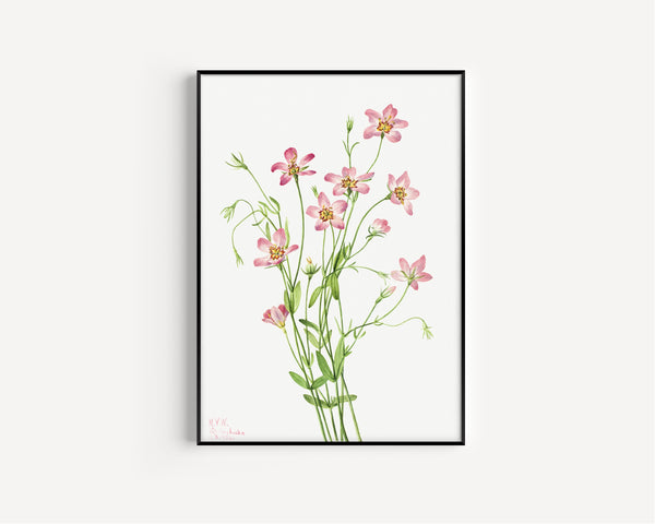 Mary Vaux Walcott — Saltmarsh Rosegentian (Sabbatia stellaris) | Natural History Print
