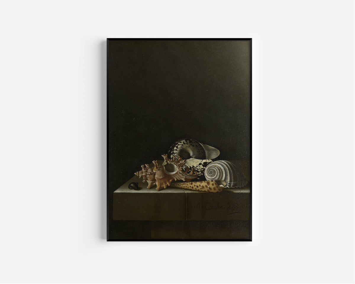 Adriaen Coorte — Shells on a Stone Plinth | Fine Art Print