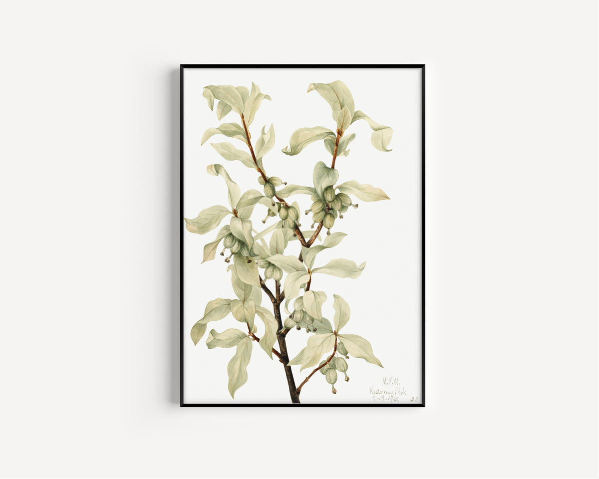 Mary Vaux Walcott — Silverberry (Elaeagnus commutata) | Natural History Print