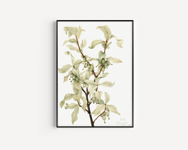 Mary Vaux Walcott — Silverberry (Elaeagnus commutata) | Natural History Print