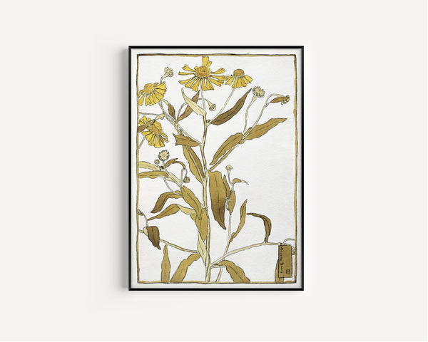 Hannah Borger Overbeck — Sneeze Weed | Fine Art Print