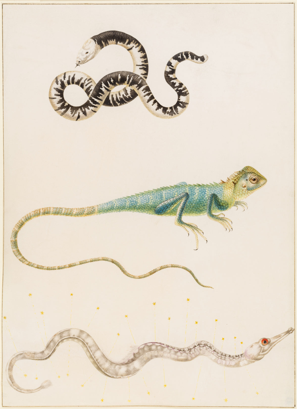 South American smallhead worm lizard, iguana or East Indian tree lizard and pipefish by Maria Sibylla Merian — A banded snake-like creature, a green lizard and