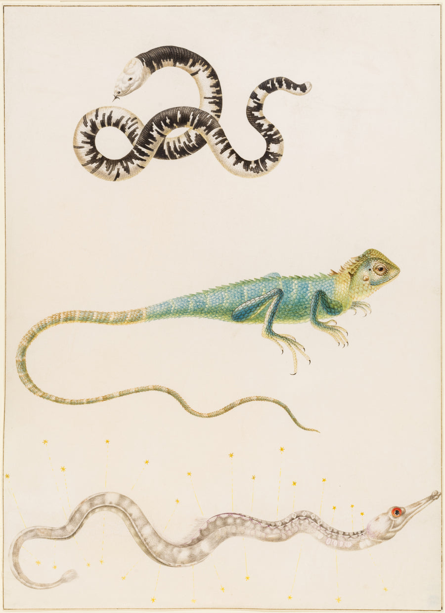 Maria Sibylla Merian — South American smallhead worm lizard, iguana or East Indian tree lizard and pipefish | Natural History Print shown to scale on a wall above a sofa