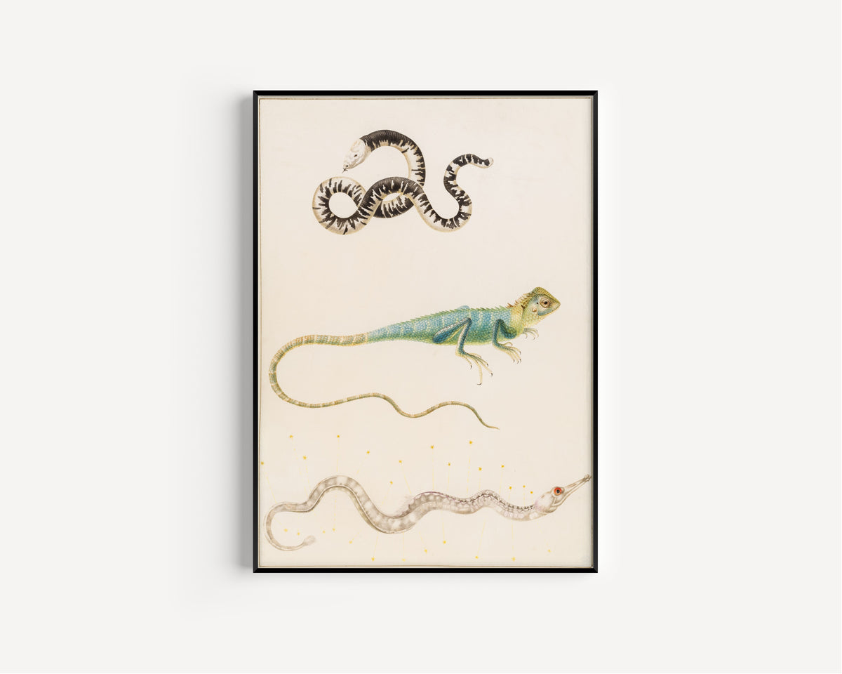Framed art print of South American smallhead worm lizard, iguana or East Indian tree… by Maria Sibylla Merian, in a slim black frame on a plain white wall