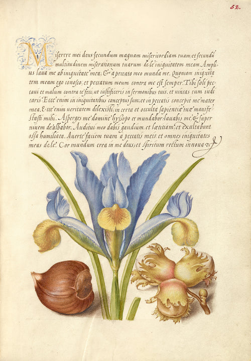 Joris Hoefnagel — Spanish Chestnut, English Iris, and European Filbert | Botanical Calligraphy Print