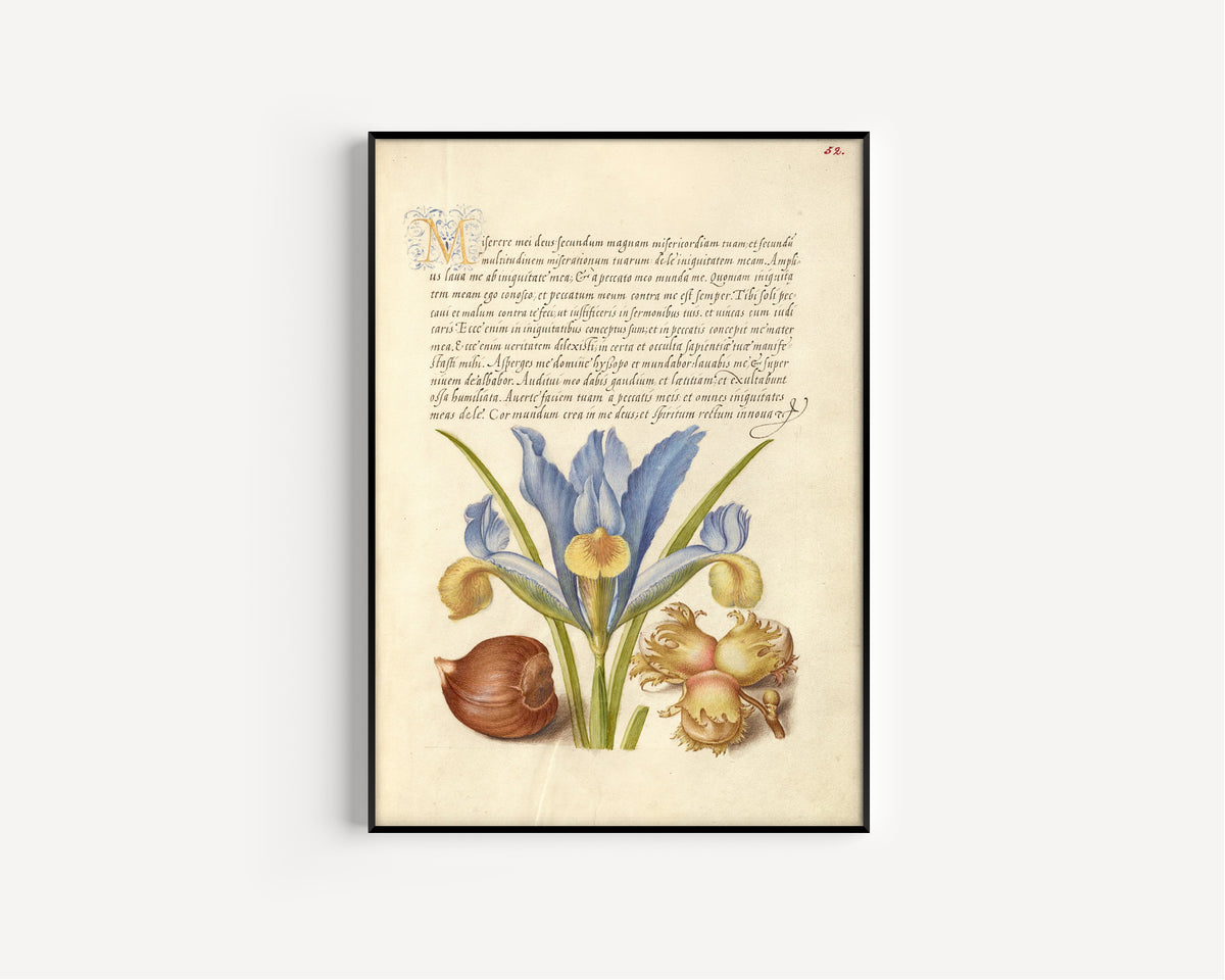 Framed art print of Spanish Chestnut, English Iris, and European Filbert by Joris Hoefnagel, in a slim black frame on a plain white wall