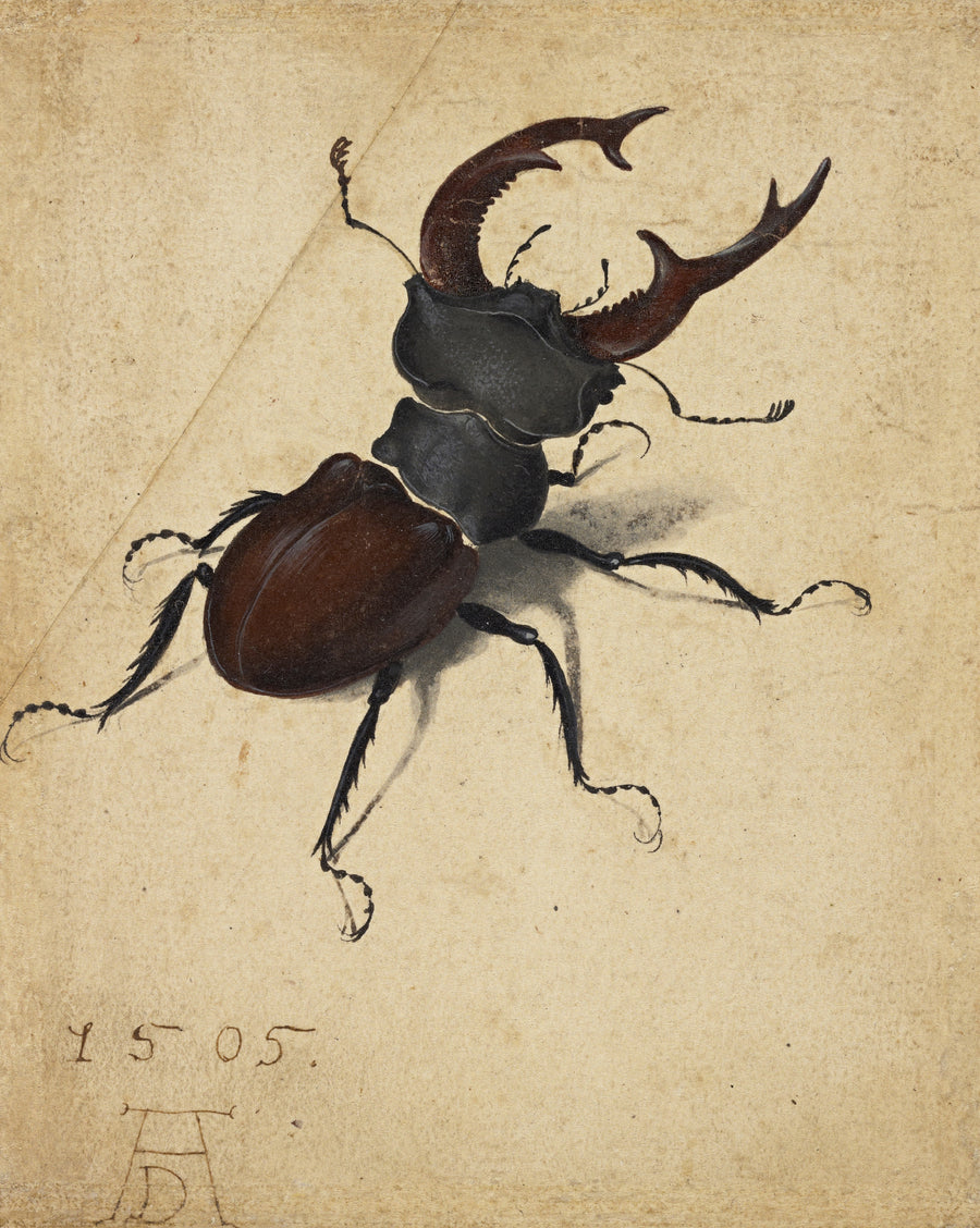 Albrecht Dürer — Stag Beetle | Fine Art Print shown to scale on a wall above a sofa