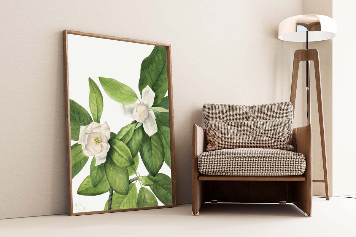Mary Vaux Walcott — Sweetbay (Magnolia virginiana) | Natural History Print