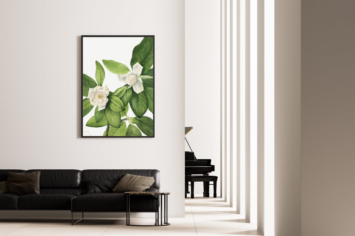 Mary Vaux Walcott — Sweetbay (Magnolia virginiana) | Natural History Print