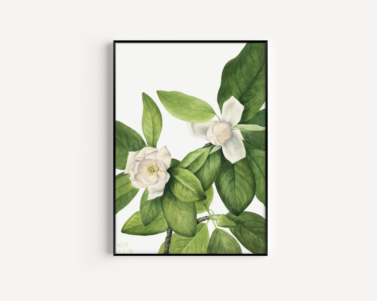 Mary Vaux Walcott — Sweetbay (Magnolia virginiana) | Natural History Print