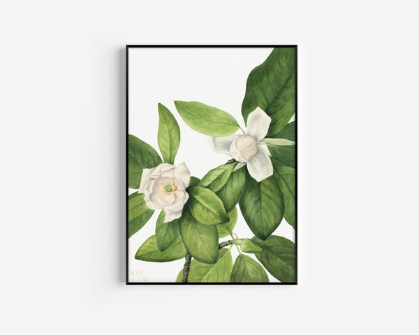 Mary Vaux Walcott — Sweetbay (Magnolia virginiana) | Natural History Print