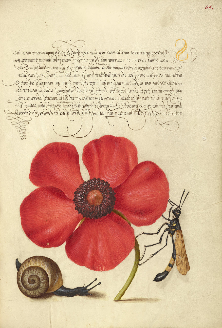 Joris Hoefnagel — Terrestrial Mollusk, Poppy Anemone, and Crane Fly | Botanical Calligraphy Print shown to scale on a wall above a sofa