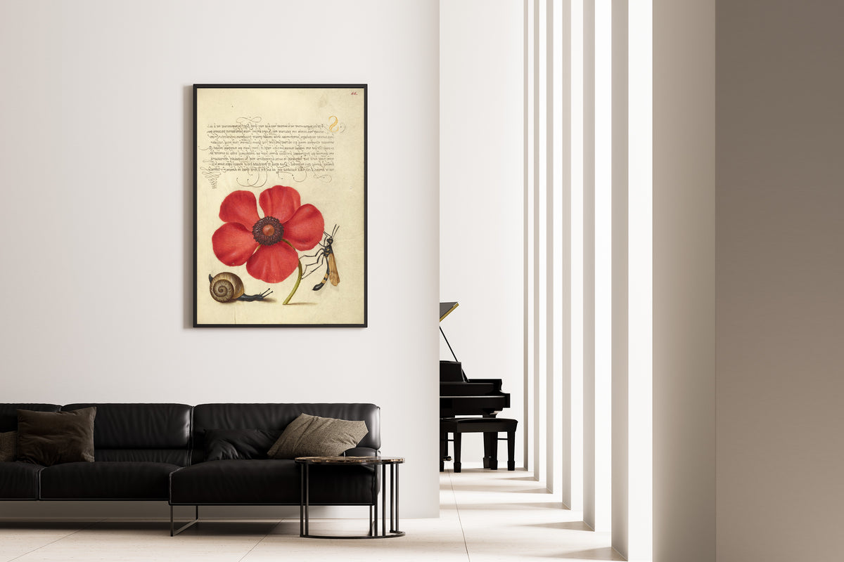 Joris Hoefnagel — Terrestrial Mollusk, Poppy Anemone, and Crane Fly | Botanical Calligraphy Print