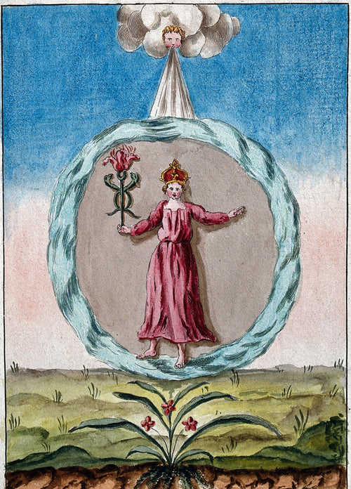 The Crowned Woman in Red within a Circle of Water by After Nicolas Flamel — A crowned child in red stands in a ring of water above a flower