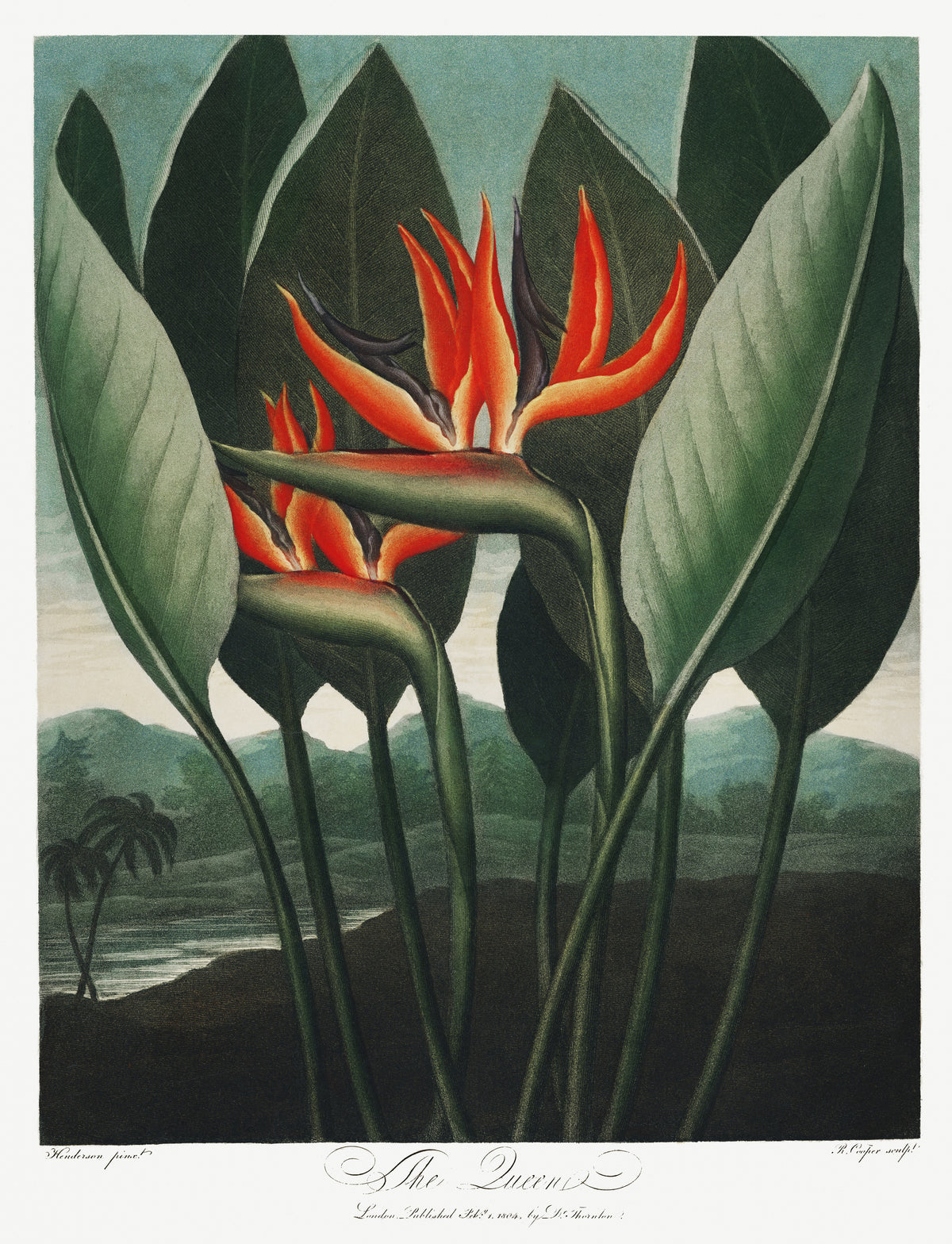 Robert John Thornton — The Queen-Plant from The Temple of Flora | Hand-coloured Engraving Print
