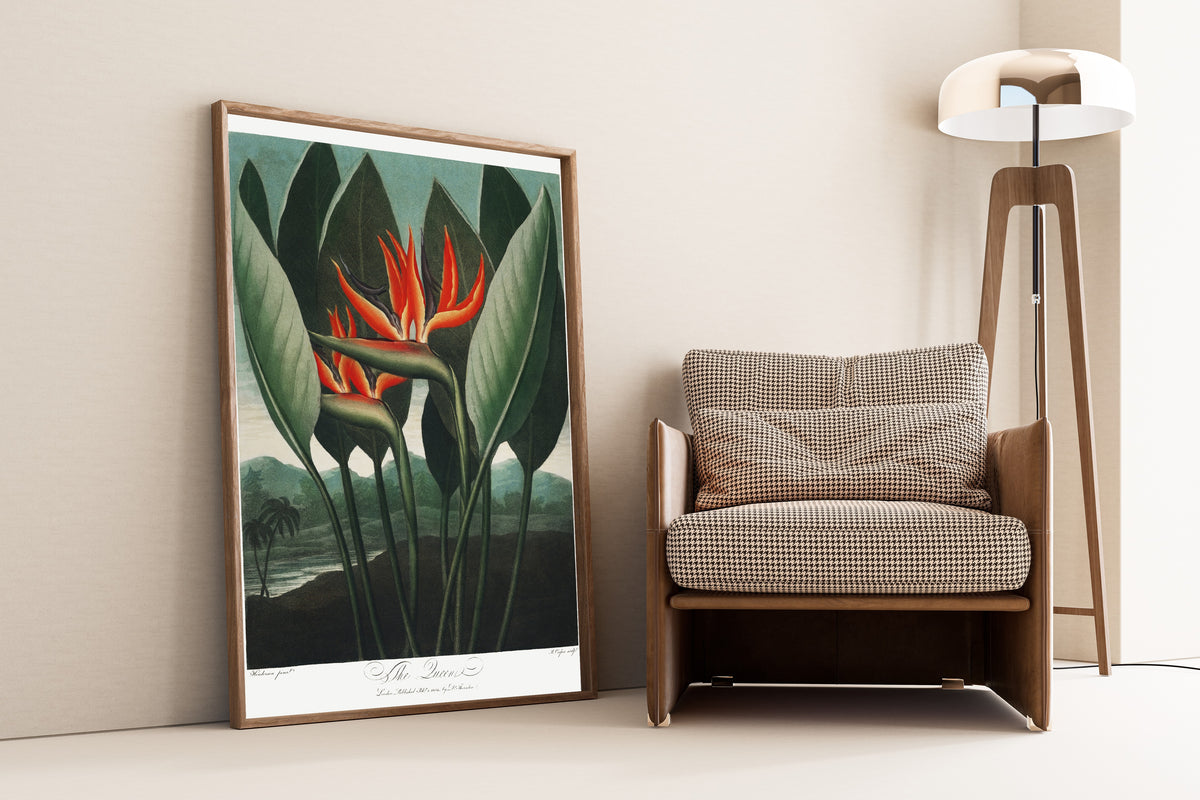 Robert John Thornton — The Queen-Plant from The Temple of Flora | Hand-coloured Engraving Print