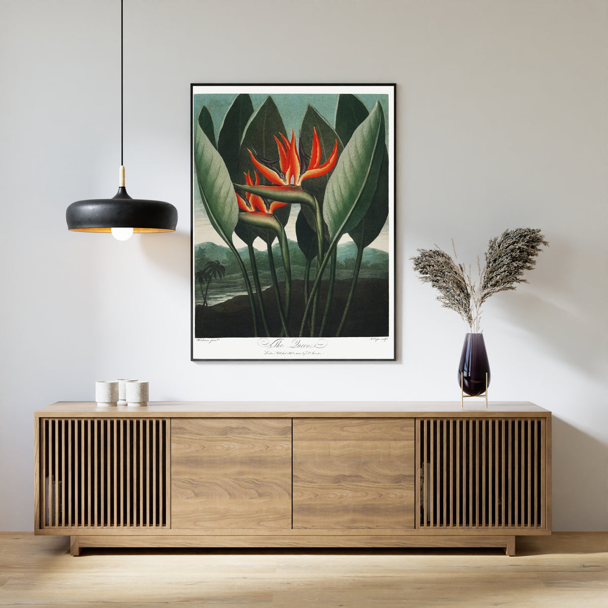 Robert John Thornton — The Queen-Plant from The Temple of Flora | Hand-coloured Engraving Print