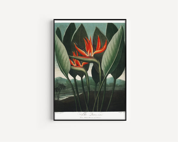 Robert John Thornton — The Queen-Plant from The Temple of Flora | Hand-coloured Engraving Print