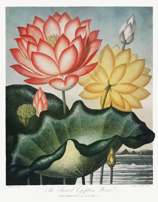 Robert John Thornton — The Sacred Egyptian Bean | Botanical Illustration Print
