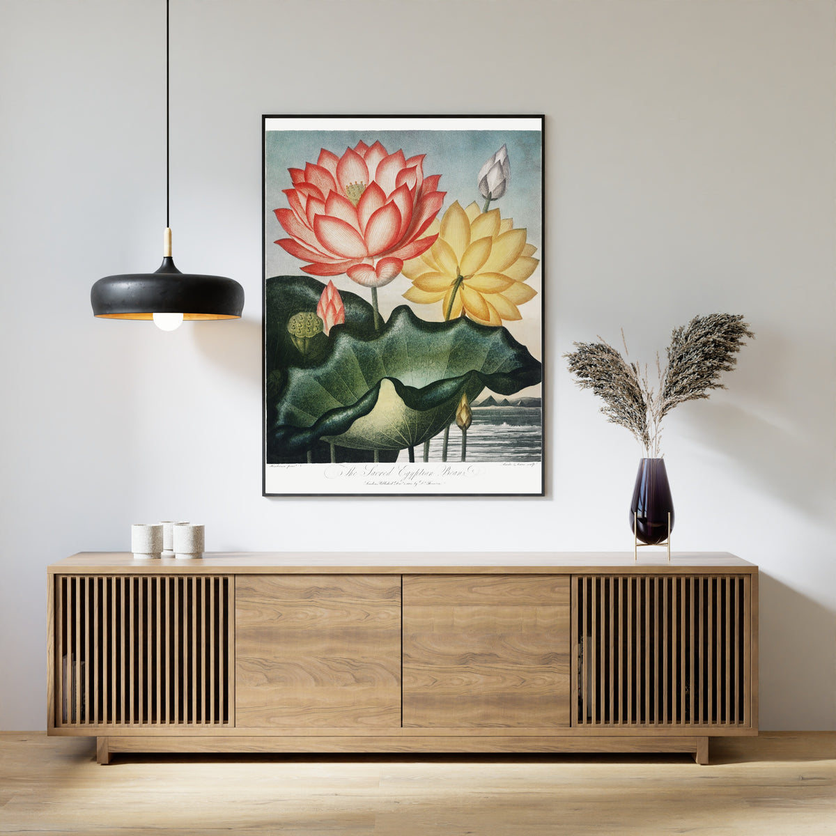 Robert John Thornton — The Sacred Egyptian Bean | Botanical Illustration Print