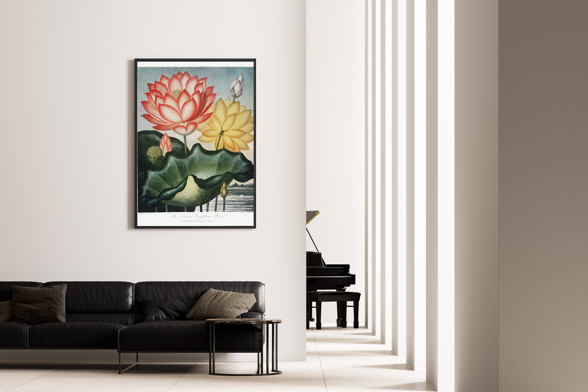Robert John Thornton — The Sacred Egyptian Bean | Botanical Illustration Print