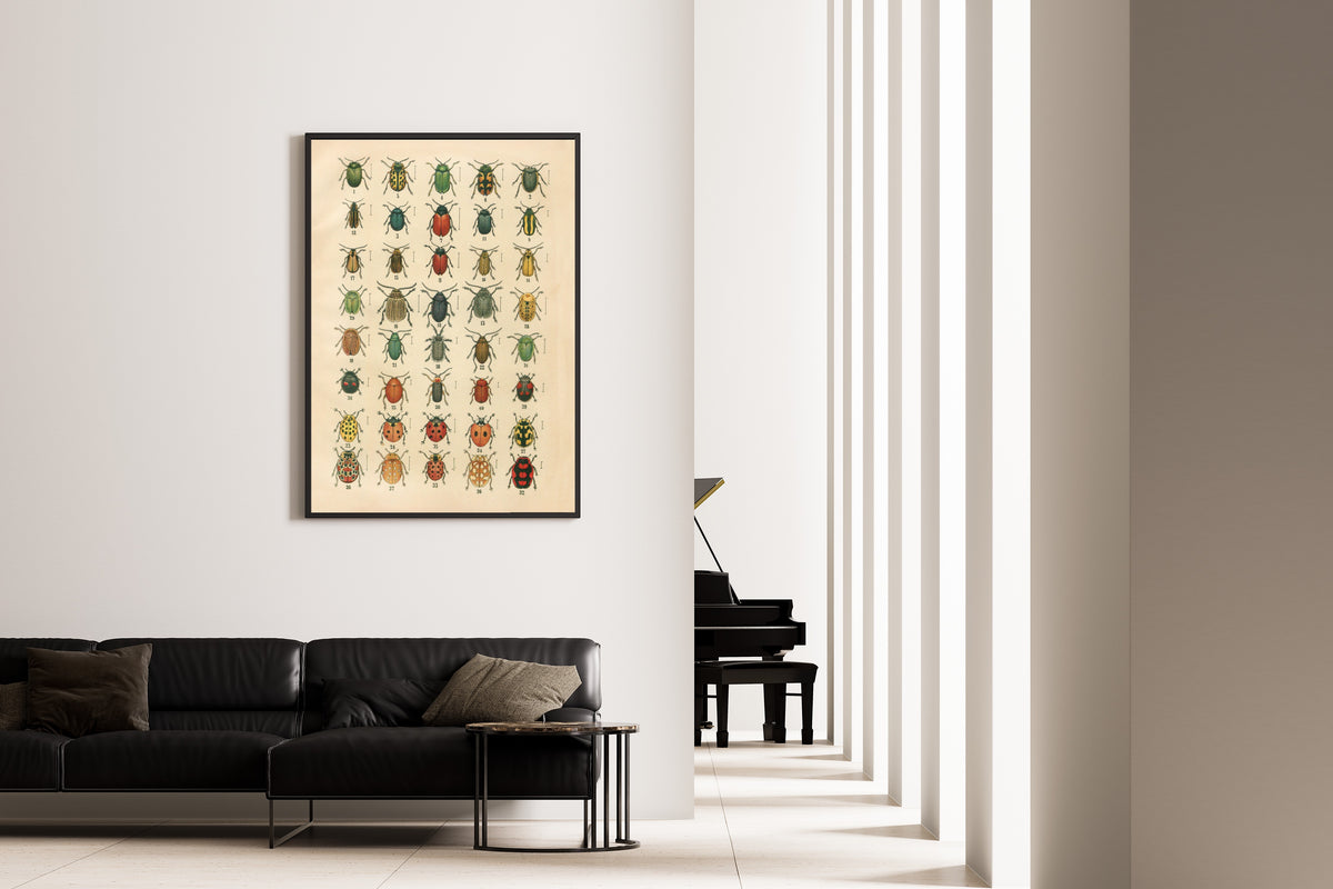 Karl Neunzig — The Beetles of Europe Pl.20 | Natural History Illustration Print