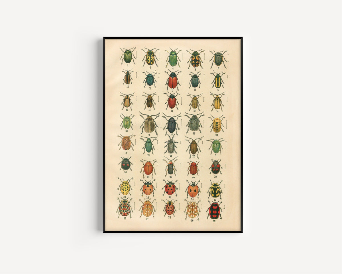 Karl Neunzig — The Beetles of Europe Pl.20 | Natural History Illustration Print