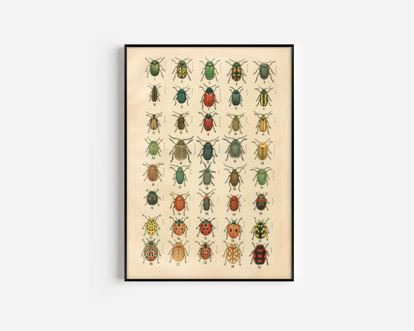 Karl Neunzig — The Beetles of Europe Pl.20 | Natural History Illustration Print