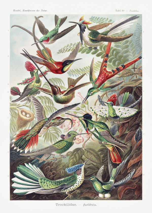Ernst Haeckel — Trochilidae – Kolibris (Kunstformen der Natur) | Lithograph Print