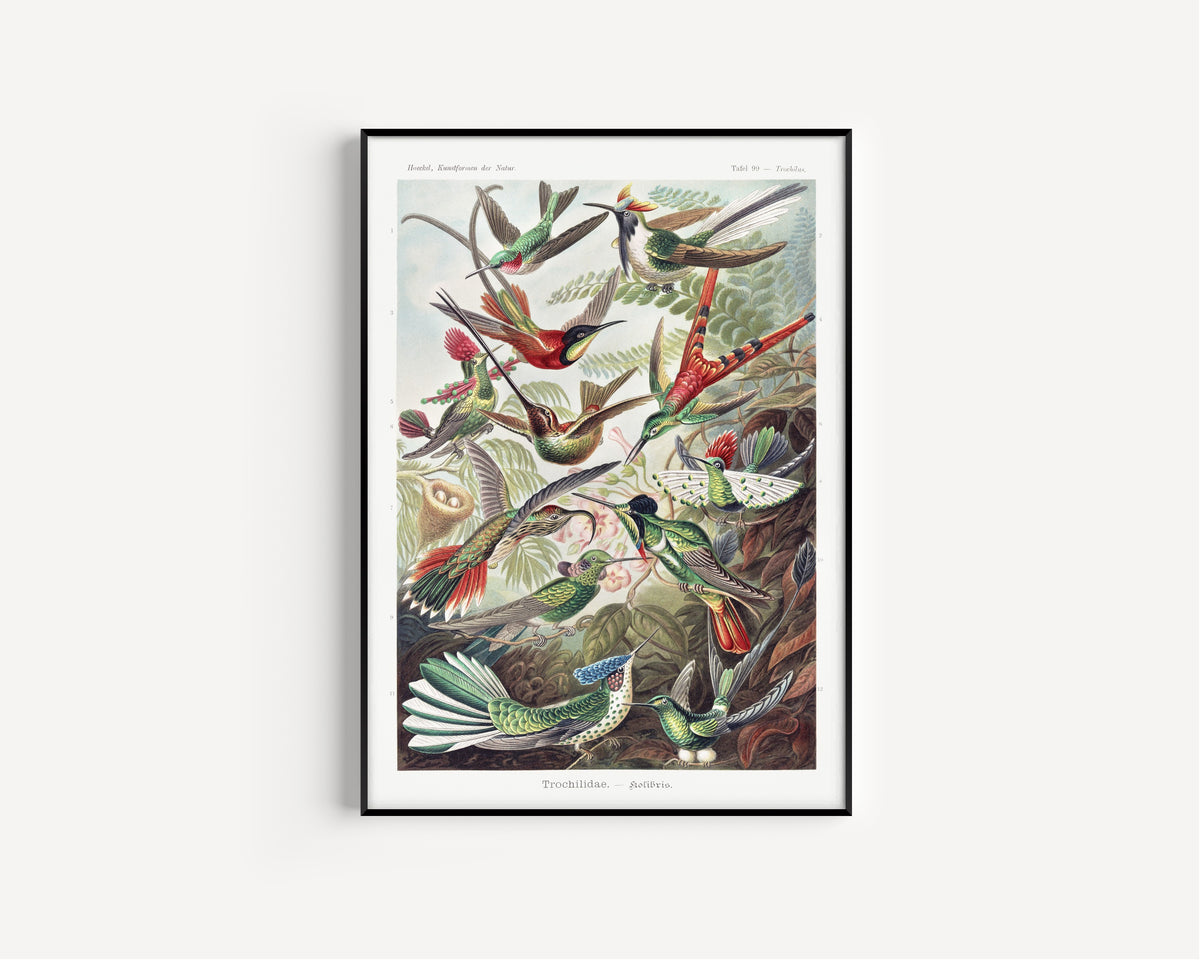 Ernst Haeckel — Trochilidae – Kolibris (Kunstformen der Natur) | Lithograph Print