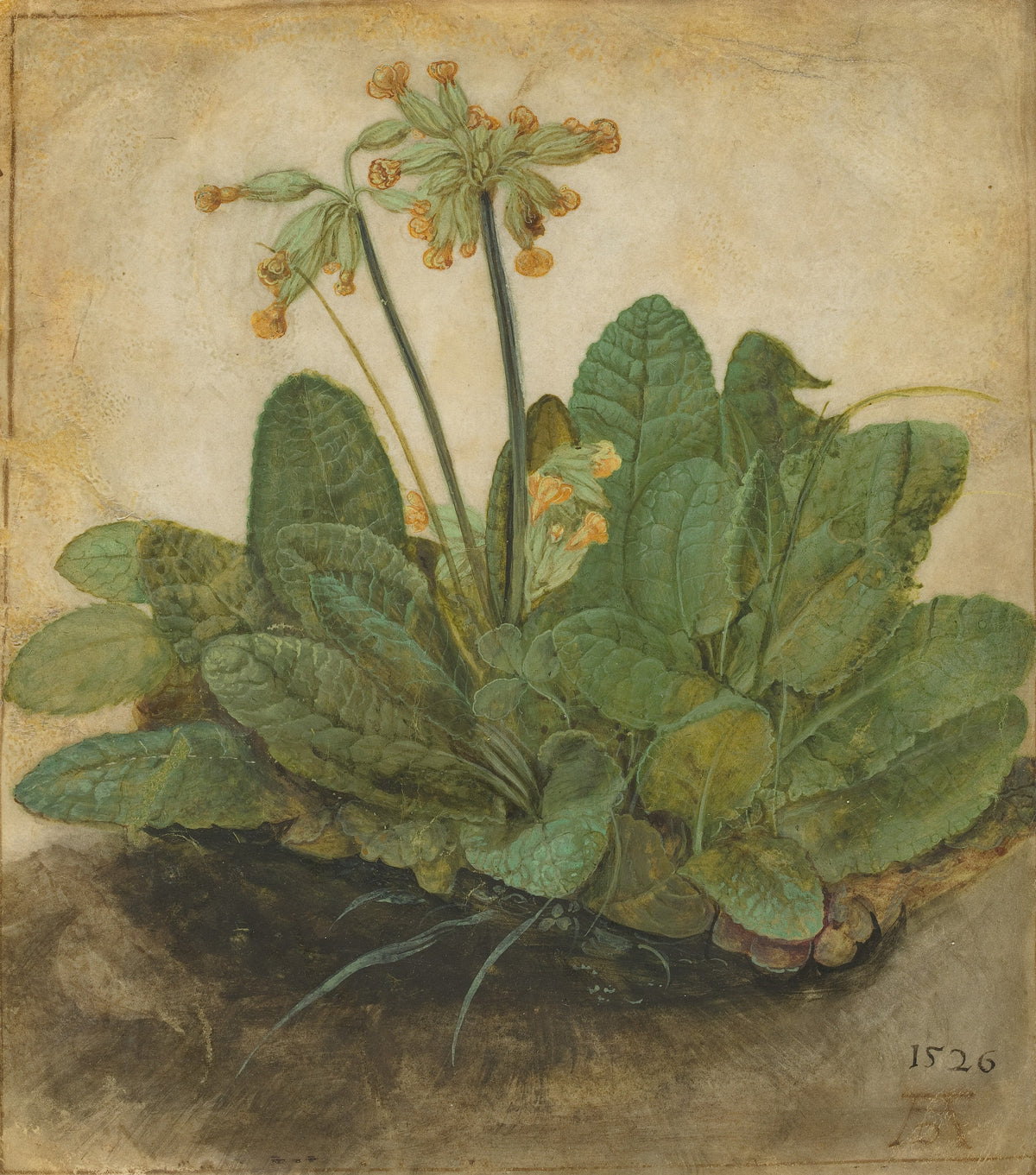Albrecht Dürer — Tuft of Cowslips | Fine Art Print