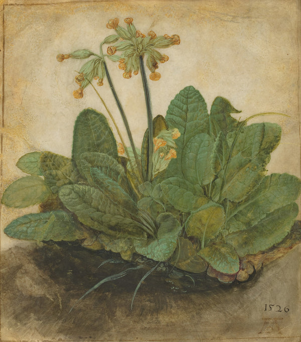 Albrecht Dürer — Tuft of Cowslips | Fine Art Print