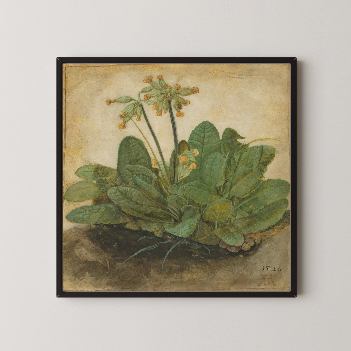 Albrecht Dürer — Tuft of Cowslips | Fine Art Print