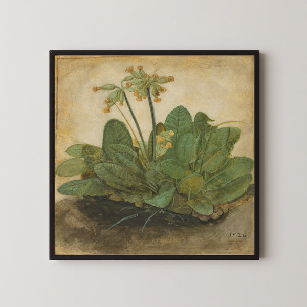 Albrecht Dürer — Tuft of Cowslips | Fine Art Print