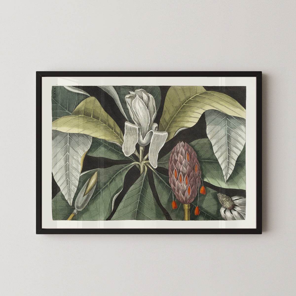 Umbrella Tree (Magnolia) by Mark Catesby — in a black frame on a pale wall