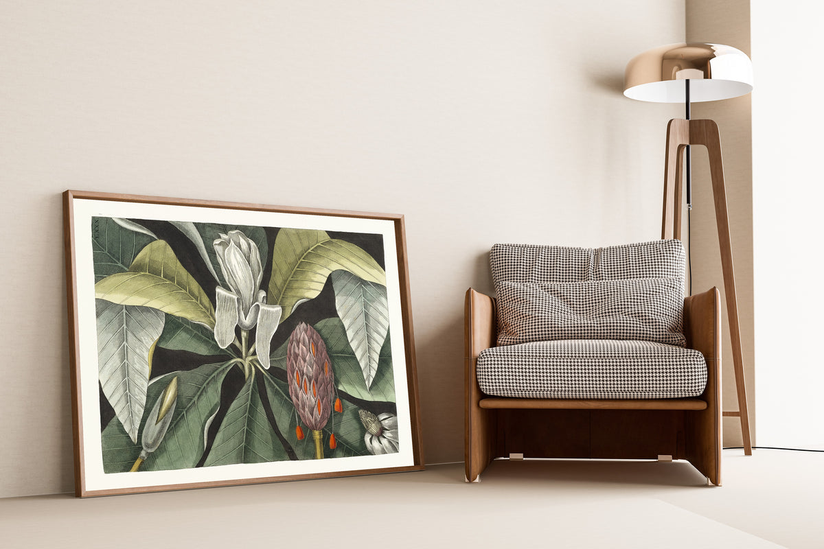 Umbrella Tree (Magnolia) by Mark Catesby — framed and leaning against a wall beside an armchair and a floor lamp