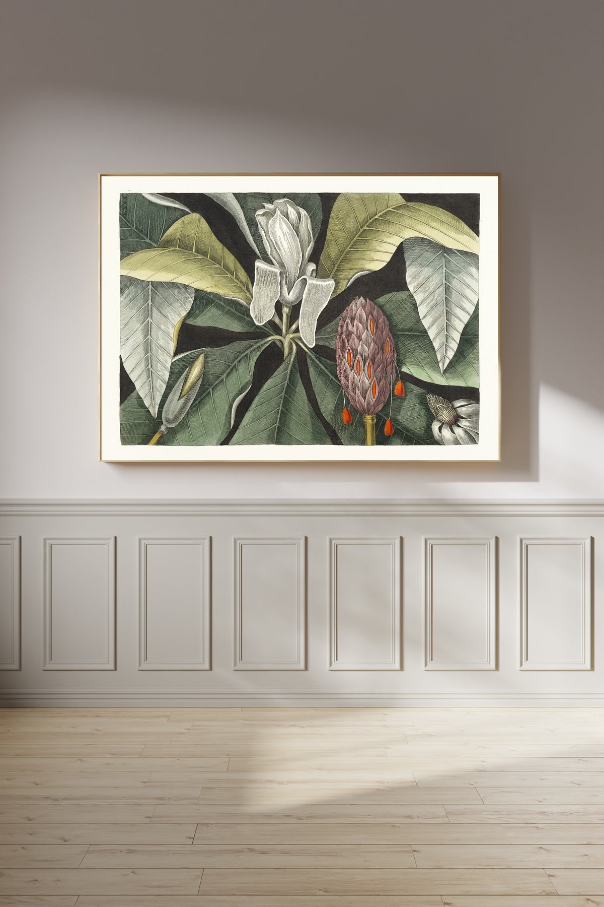 Umbrella Tree (Magnolia) by Mark Catesby — framed on a panelled wall in afternoon light