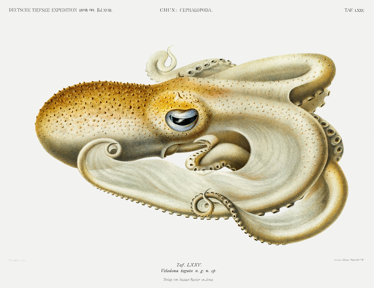 Ewald Heinrich Rübsaamen — Velodona togata (Plate LXXV) | Scientific Illustration Print