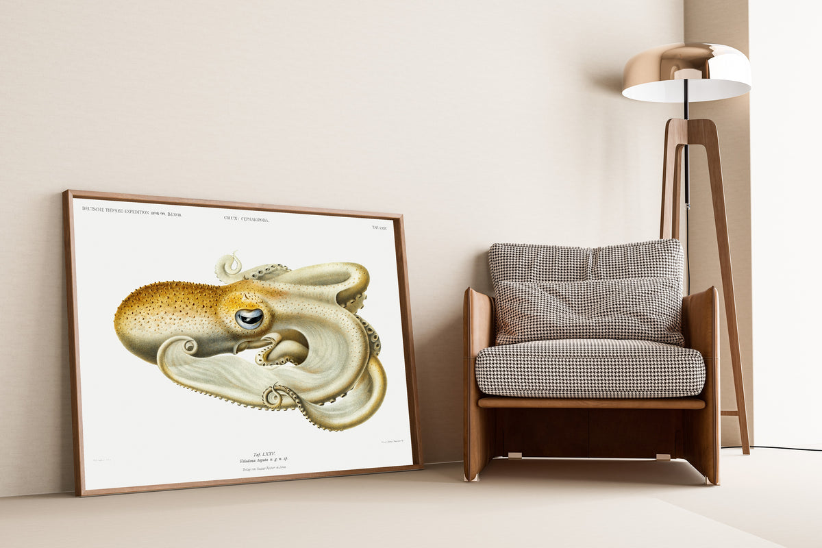 Ewald Heinrich Rübsaamen — Velodona togata (Plate LXXV) | Scientific Illustration Print