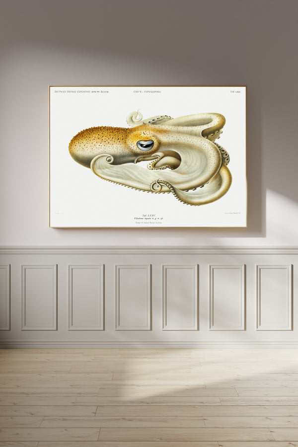 Ewald Heinrich Rübsaamen — Velodona togata (Plate LXXV) | Scientific Illustration Print