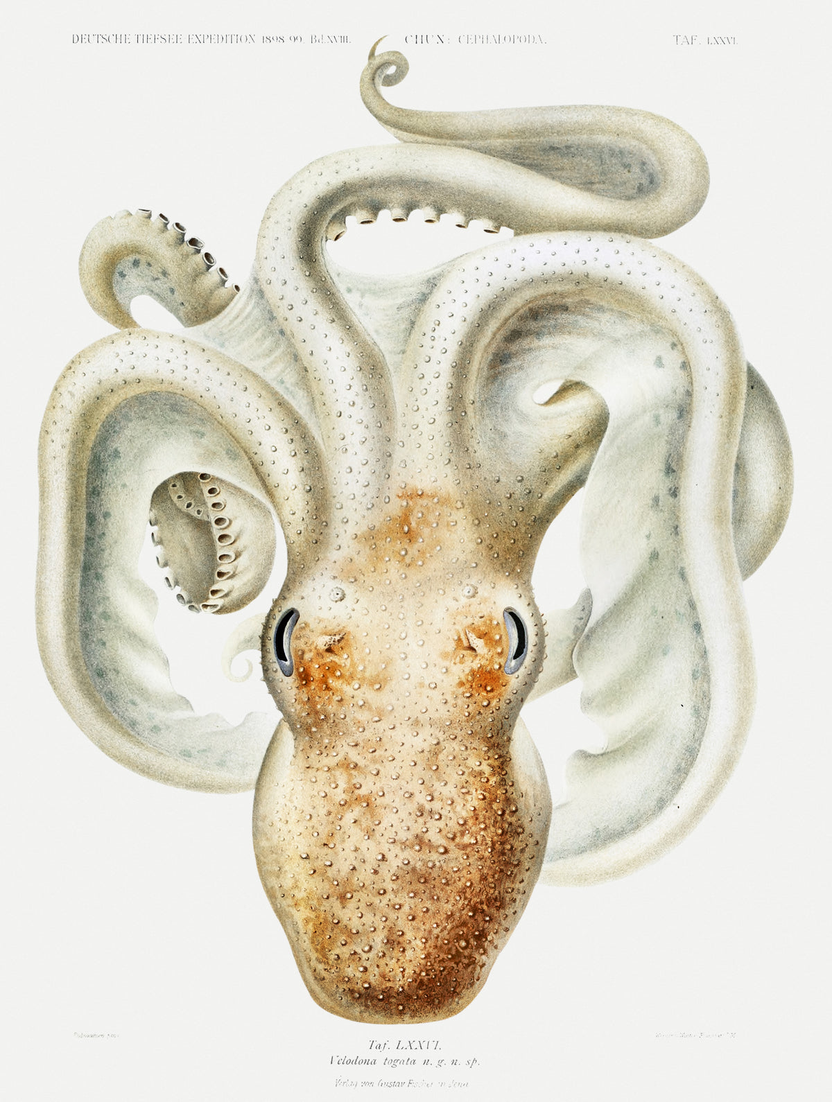Ewald Heinrich Rübsaamen — Velodona togata (Plate LXXVI) | Scientific Illustration Print