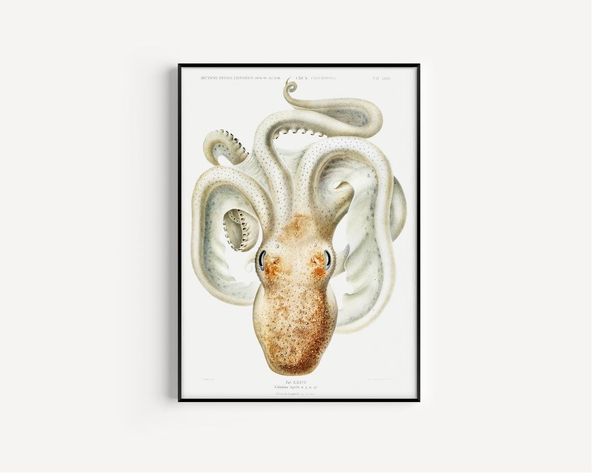 Ewald Heinrich Rübsaamen — Velodona togata (Plate LXXVI) | Scientific Illustration Print
