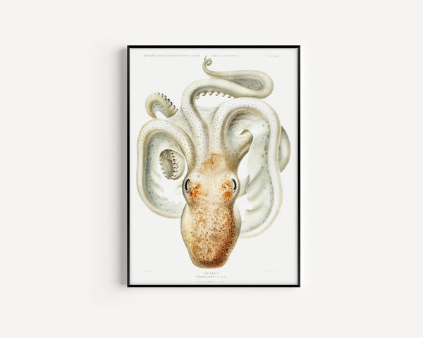 Ewald Heinrich Rübsaamen — Velodona togata (Plate LXXVI) | Scientific Illustration Print
