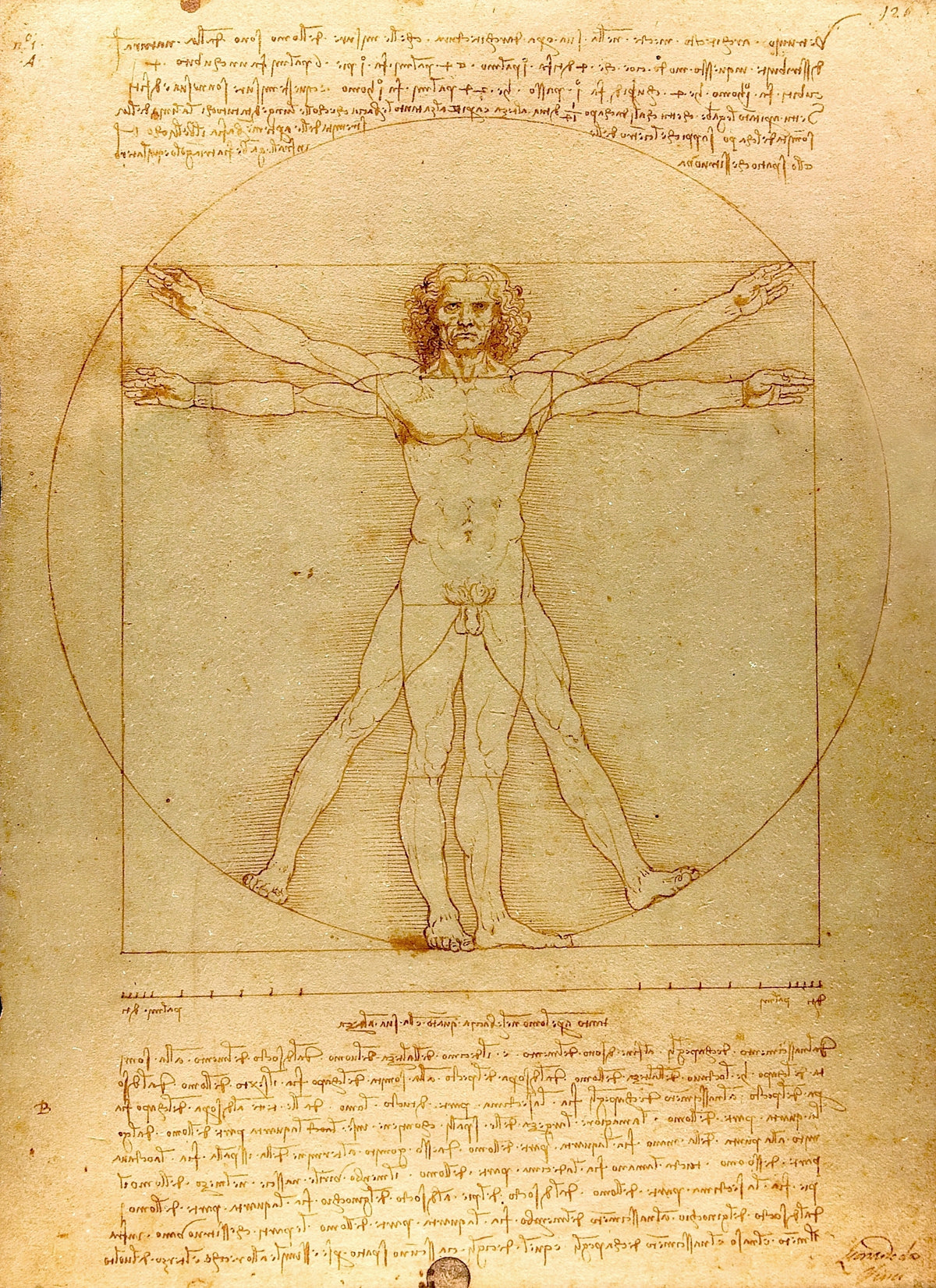 Leonardo da Vinci — Vitruvian Man | Fine Art Print