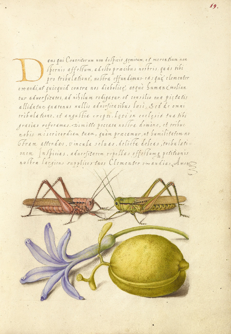 Joris Hoefnagel — Wart-Biter, Grasshopper, Hyacinth, and Almond | Botanical Calligraphy Print shown to scale on a wall above a sofa