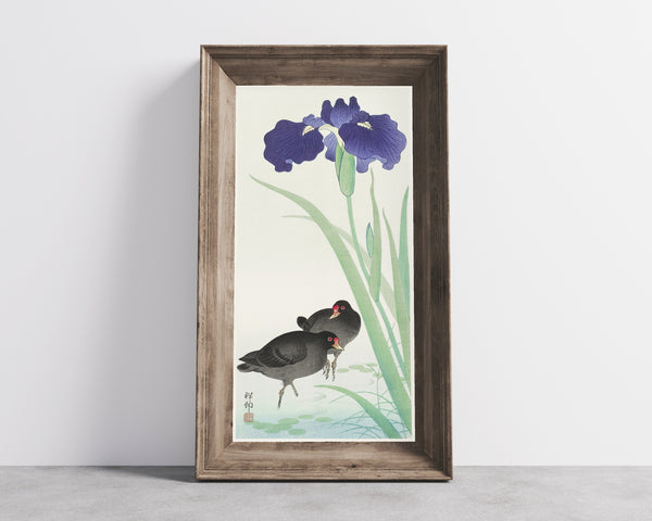 Ohara Koson — Moorhens and Iris | Japanese Bird & Flower Woodblock Print