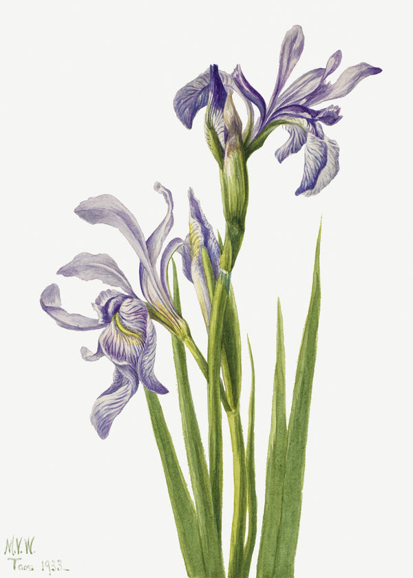 Mary Vaux Walcott — Western Blue Flag (Iris missouriensis) | Fine Art Print